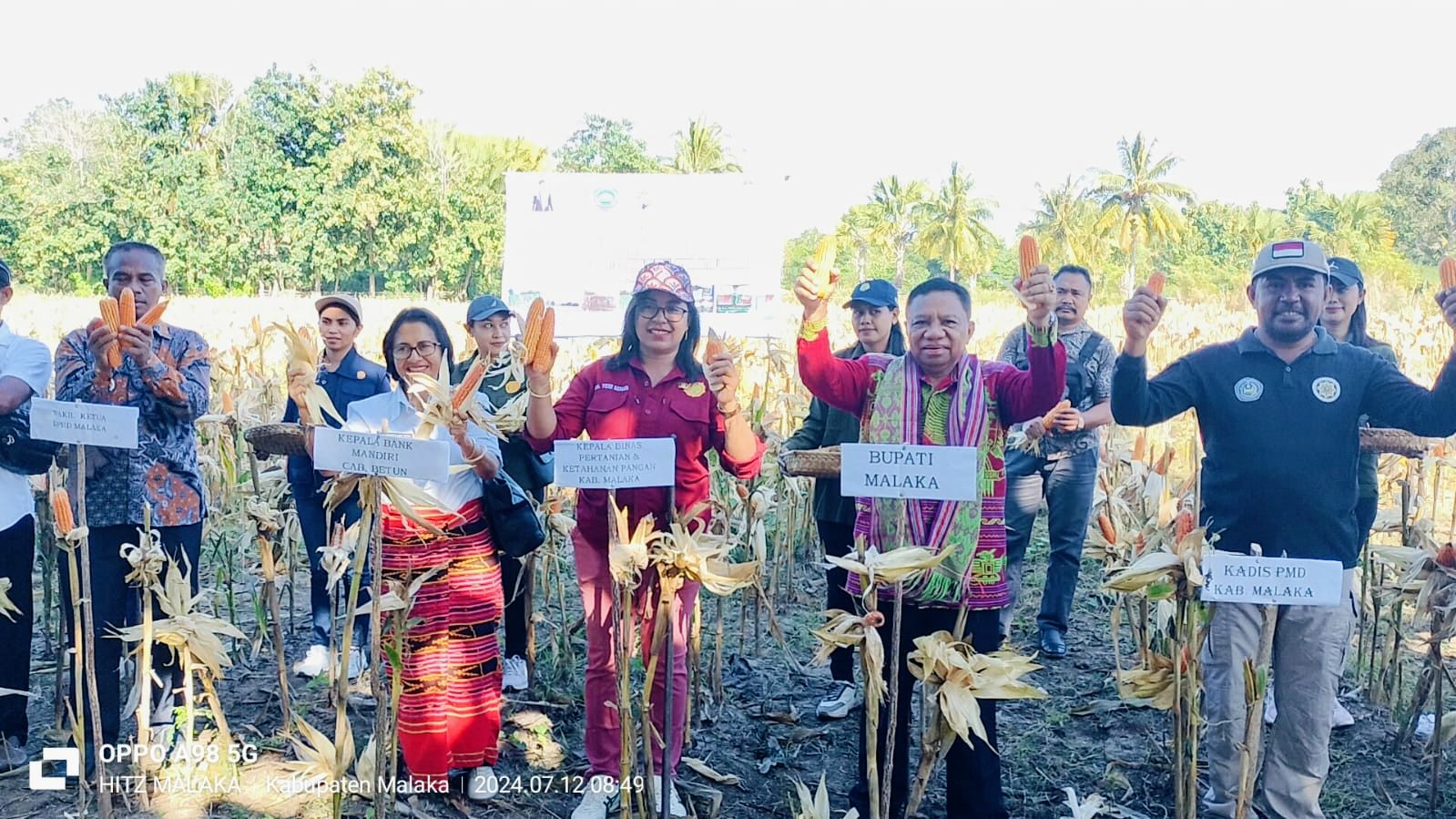 Intervensi Program 3 K Bupati Simon, Petani Jagung Alkani Panen Hasil 5 Ton Per Kebun