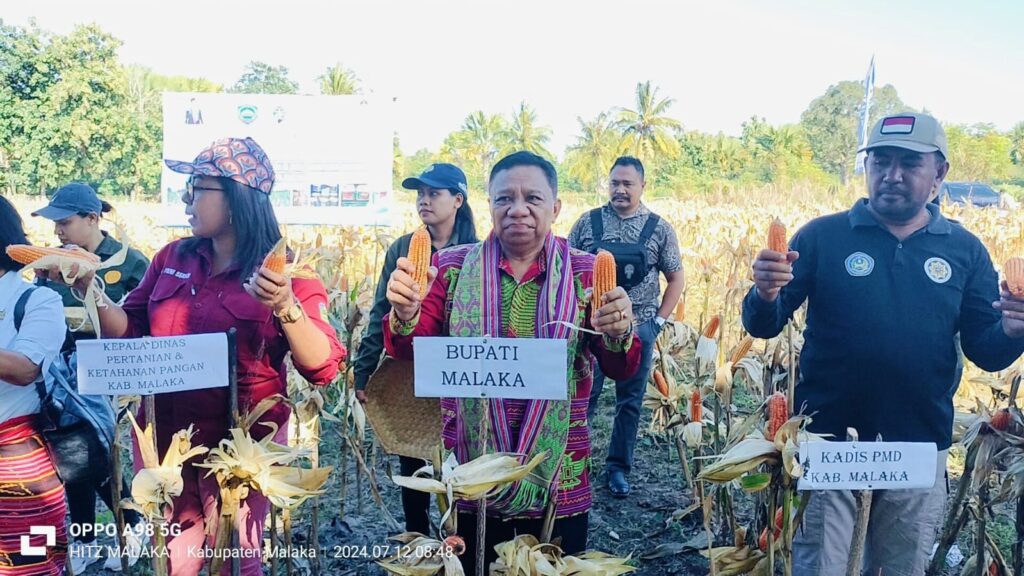 Dampingi Bupati Simon, Kadis Pertanian Sebut Produktivitas Jagung di Alkani Naik 100 Persen